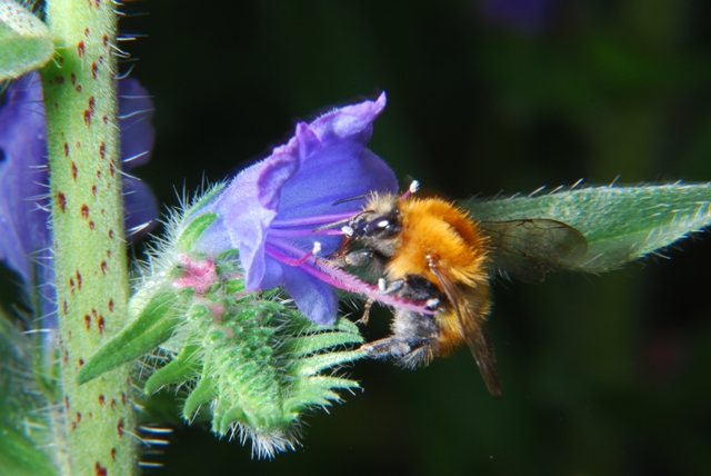 Bombus pascuorum